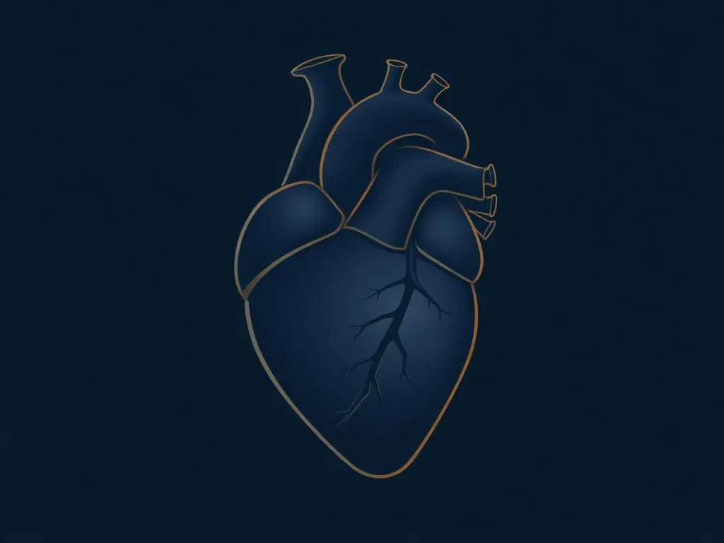 Ilustração editorial em duotone azul marinho de um coração com musculatura espessa, tema cardiomiopatia hipertrófica